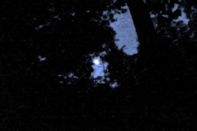 樹林の月IMG_3621 (640x427)