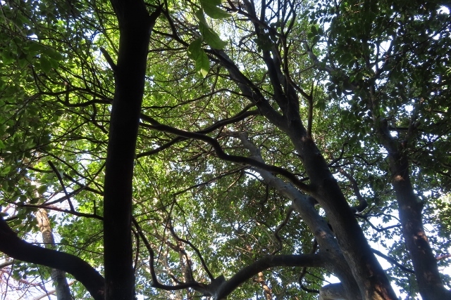 ソヨゴ蝉の樹IMG_4677 (640x427)