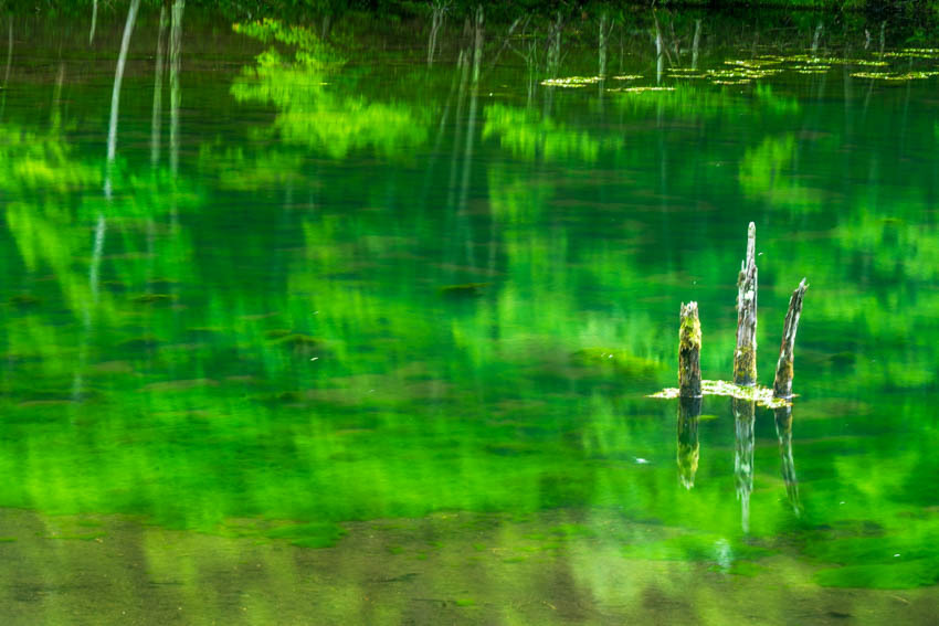 緑の美しの池 (2)