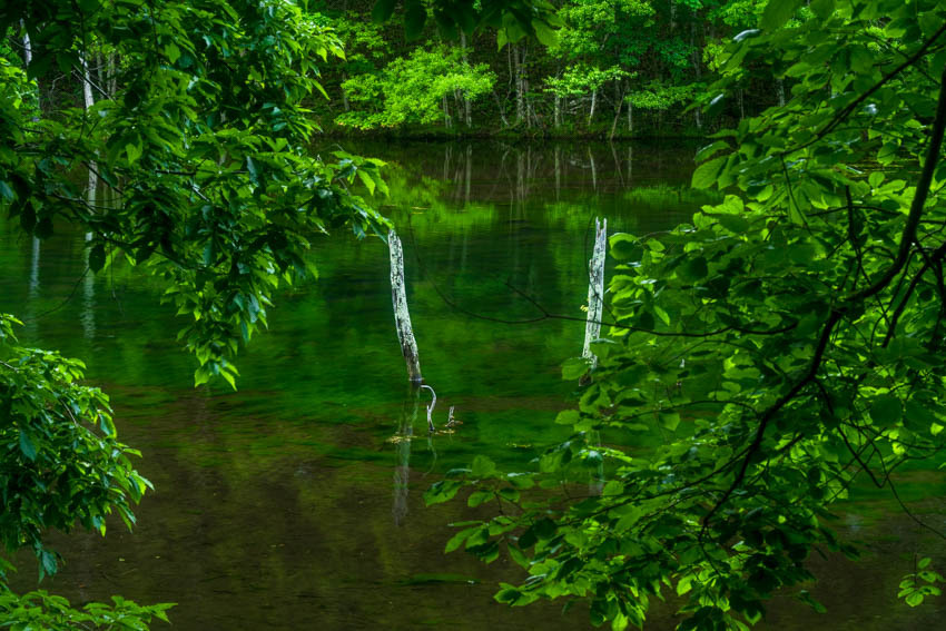 緑の美しの池