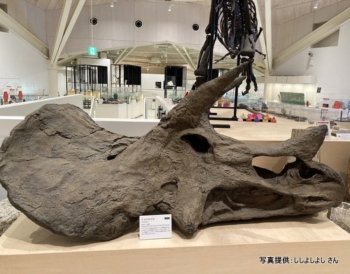 玄武洞ミュージアム（兵庫県 豊岡市）【こんなところで恐竜発見！】