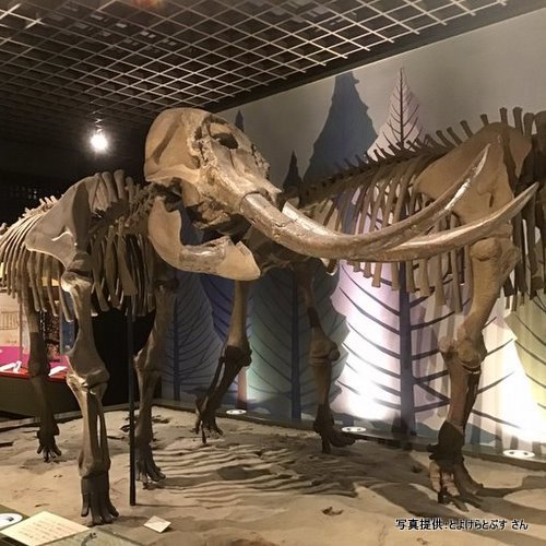 明石市立文化博物館（兵庫県明石市）【こんなところで恐竜発見！】