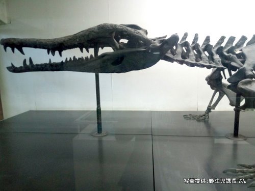 熱川バナナワニ園（静岡県 東伊豆町）【こんなところで恐竜発見！】