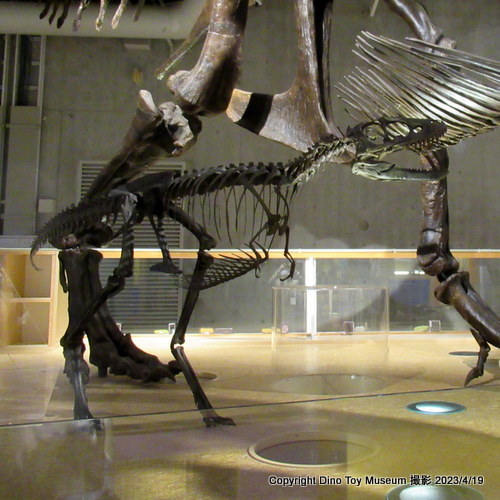国立科学博物館　地球館3F　コンパスのティラノサウルス親子