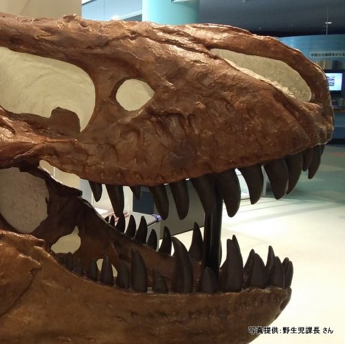 向井千秋記念子ども科学館（群馬県館林市）【こんなところで恐竜発見！】