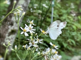 白山菊に蝶