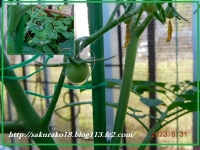 2023-5月31日ベランダ菜園トマト