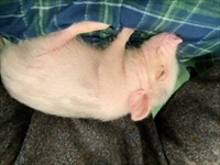 寝る子豚２_R