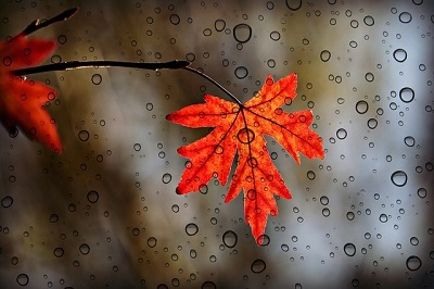 雨と紅葉