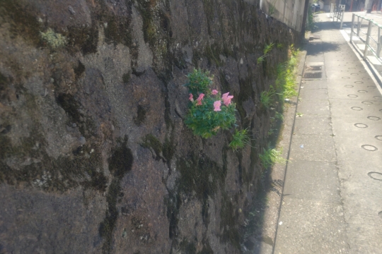石壁のピンクの花０１