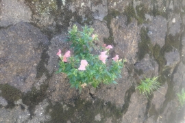 石壁のピンクの花０２