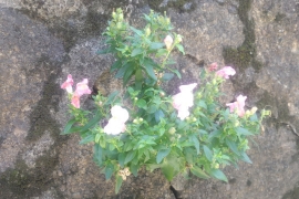石壁のピンクの花０３