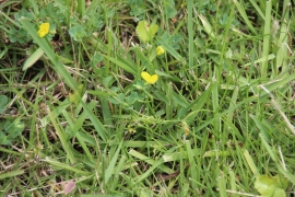 下草の黄色い花０２