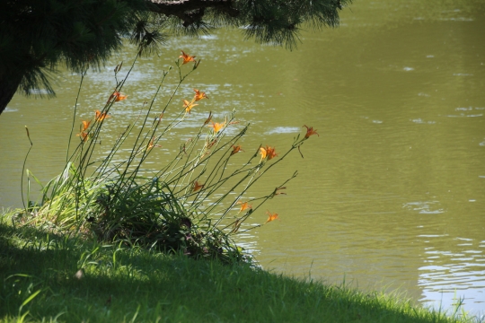 芝生と池とノカンゾウ０１