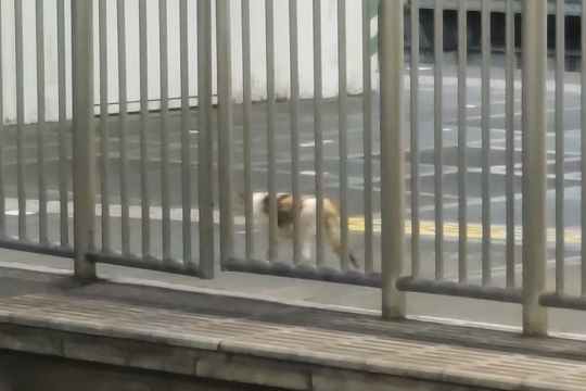 品川駅の野良猫０２