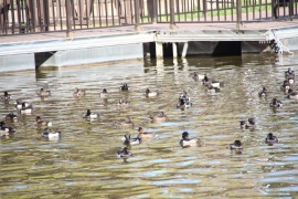 プカプカ池の野鳥たち０３