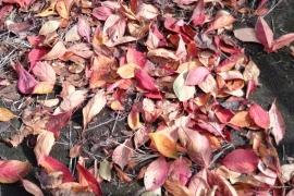 赤色多めの落ち葉たち０１