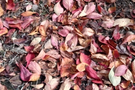 赤色多めの落ち葉たち０２