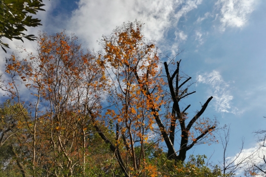 色づく木々と秋空０１