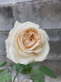 白いバラに001