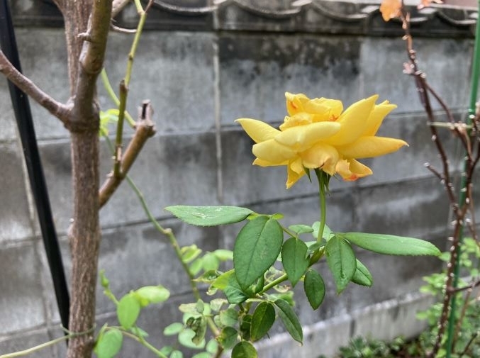 黄色いバラ001