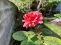 四季咲き薔薇004