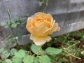 四季咲き薔薇005