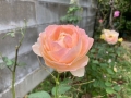四季咲き薔薇003