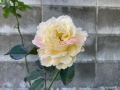 四季咲き薔薇005-1