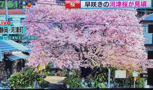 静岡の河津桜